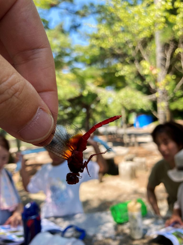 ショウジョウトンボ