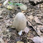 形がかわいいキノコ