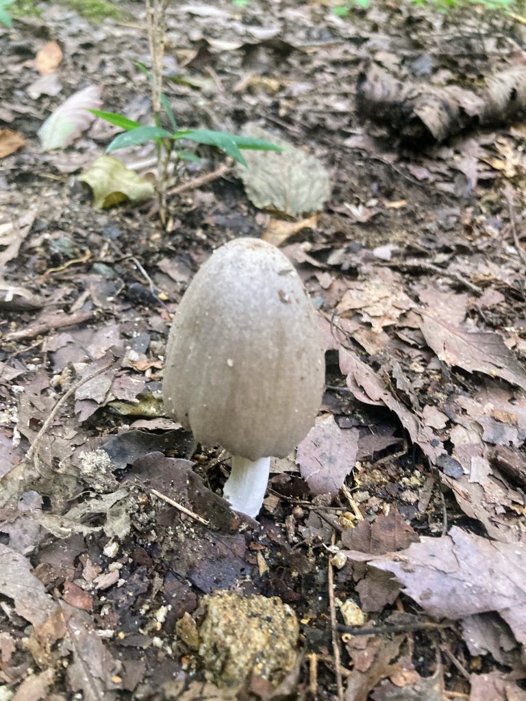 形がかわいいキノコ