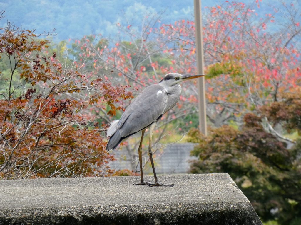 砂防堰堤に止まるアオサギ